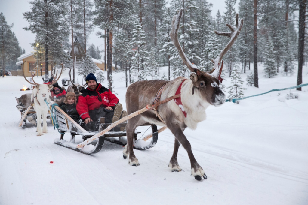 Reindeer sled adventure