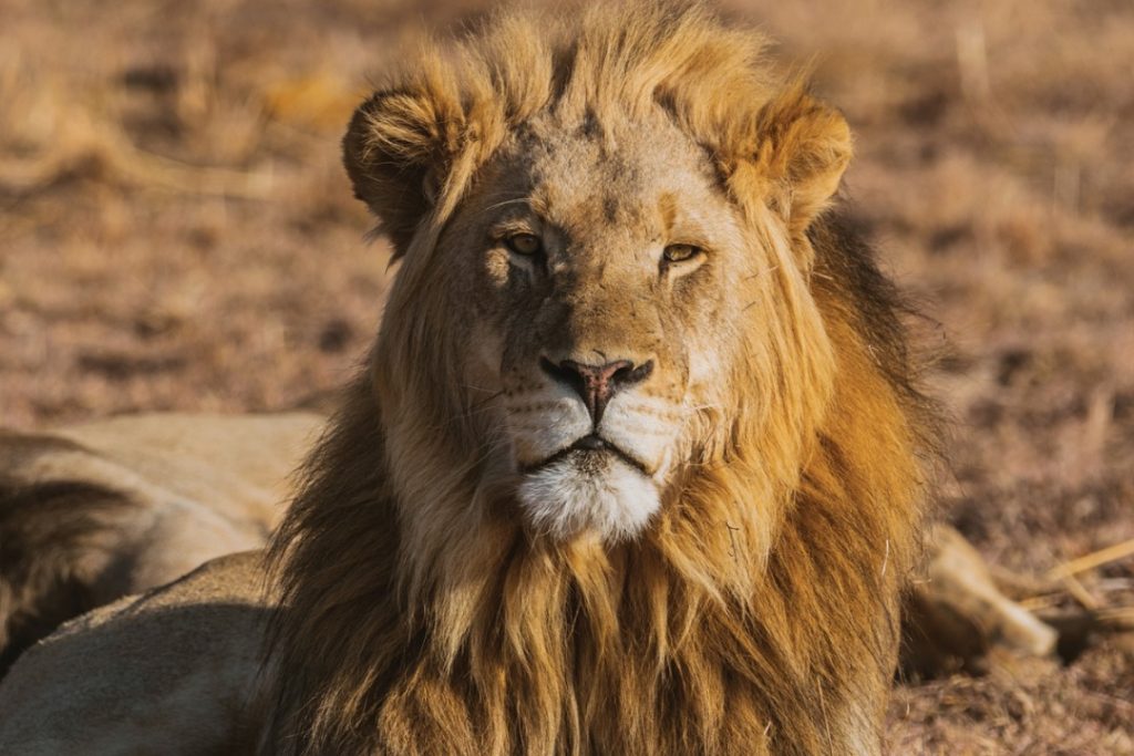 Safari -Newmarket Holidays